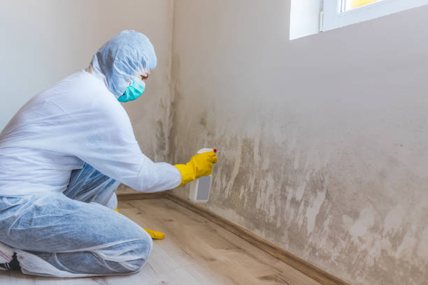Mold Remediation specialist working in Bremerton