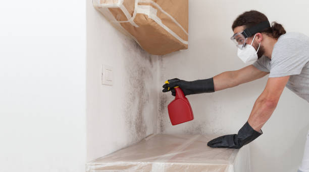 Basement Mold Remediation treatment on basement walls in Bremerton