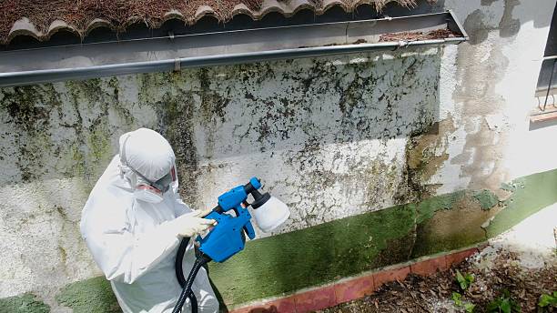 Mold Removal service in Bremerton